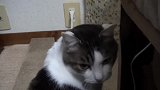 路边捡回一只流浪猫，养了几天发现不开心
