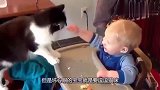 宝宝拿食物逗弄着猫咪，就是不让它吃，猫咪的反应堪称教科书