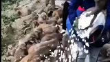 一男子为直播赚取礼物用棉花糖喂野生猕猴