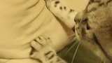 猫：别打扰我，我要学习学习按摩手法！