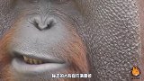 红毛猩猩母爱大发，成老虎的妈妈，被猩猩带大的老虎会是什么样？