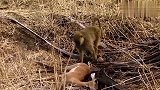 猎豹捕猎小鹿，正要吃上嘴的时候，正义使者狒狒来了！