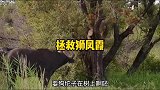 狮凤霞被蒙牛老二顶上了树，还好同伴前来相救