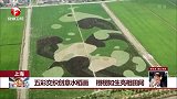 上海：五彩交织创意水稻画 栩栩如生亮相田间