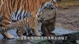 男子隔着玻璃亲吻老虎，老虎的反应太搞笑，虎：滚开离我远点