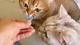 给毛孩子做体外驱虫喽～太乖了！