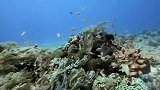 出海潜水游泳爬山！小姐姐的生活太丰富了 难怪身材那么棒