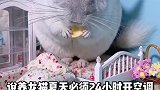 龙猫没那么脆弱哈，别想的太矫情了，糙一点挺好