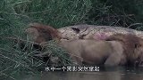 狮子正在大快朵颐，“惊喜”却送上门来，直接被吓得原地起飞！