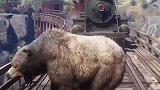 熊挡住火车去路，这结果不敢相信