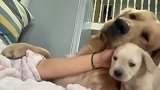 嫉妒使狗面目全非，金毛要气死了