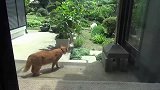 白猫入侵，家里橘猫壮着胆子前去驱赶，回来后大摇大摆地邀功