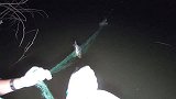 龚喜夜间水库收网，半斤多的大翘嘴一个接一个，真是太过瘾了