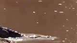 动物世界：狒狒在河边喝水，被鳄鱼突袭咬住了猴头！