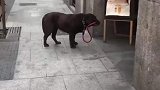狗狗咬着狗绳，静静的在商店门口等主人