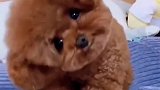 狗每日分享养犬知识