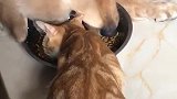 明明是猫，却一直以为自己是狗！