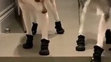当狗子穿上鞋子，四条腿各走各的，那是谁也不服谁