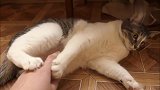 猫咪：铲屎的，你再碰我的脚脚，我就对你不客气了，烦不烦