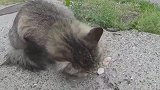 路上遇见一只流浪猫，竟然不怕人，怎么回事啊