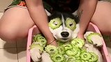 二哈今天这苦瓜够水灵，真够味