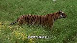 老虎捕食野猪，被鳄鱼偷袭，防不胜防！