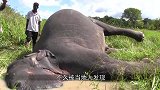 狮子看见死去的河马，上去一顿撕咬，最后河马彻底地把狮子坑了