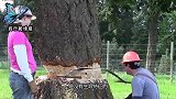 男子野外看见大树在“流血”？把它锯开后，神奇一幕发生了！