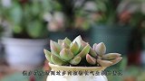 多肉长气生根不是好事，不及时采取措施，会变瘦的