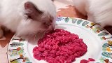 嫉妒能让布偶猫“面目全非”