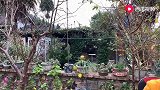 四川方言：撇儿回家找老婆要钱去喝酒，被春梅直接拿下！