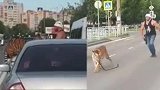 俄罗斯街头老虎从车中跳出！主人无奈跟在后面狂追