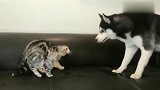 二狗子你想干哈，把猫咪吓得毛骨悚然