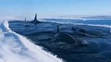 海洋霸主虎鲸：北极熊去哪里了，找了半天影都没见着！