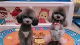 泰迪妲己真是太有心眼了，还套路自己妈妈