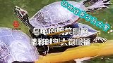 动物迷惑行为大赏，乌龟的搞笑瞬间，精彩时刻大饱眼福