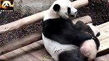 熊猫欢欢使出这绝招，轻松制服熊孩子，太逗了