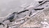 真是让猎物们防不胜防