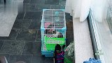吉娜在家弹琴求兔子点赞，郎朗突然进门，兴奋冲过去拥抱亲亲！