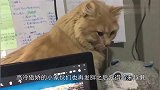 带猫咪去宠物店洗澡，老板表示猫太胖要加钱，等洗完后主人明白了