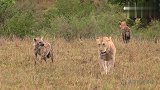 母狮疲倦倒下，3只鬣狗凑上来：捡到宝了？