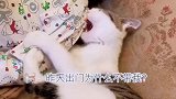 像不像一个粘人的女朋友？