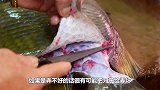 这鱼有多“硬骨头”？做成刀具轻松扎破易拉罐，杀猪都不在话下！