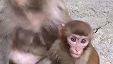 小伙手欠招惹小猴，下一幕猴妈的反应，诠释了万物皆有灵性！