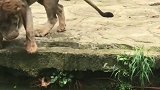 狮子这是碰到什么了？为什么不下水？难道不会游泳