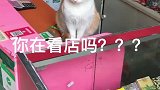 猫：你买啥呢，老板不在，我代班！