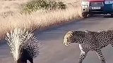 豹子遇上刺猬，秒变成猫