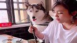 姥姥吃饭故意逗哈士奇，好搞笑