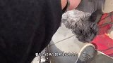 曾经奄奄一息的流浪狗，没想到长大后这么懂事，主人直呼赚大了！
