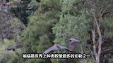 世界上最大的蝙蝠，长相酷似小黑狗，唯独果树最怕它